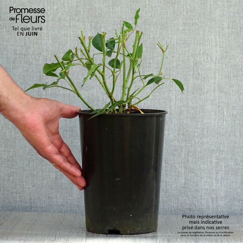 Ejemplar de Rosal Paisajista Iceberg Maceta 4L/5L entregado en verano