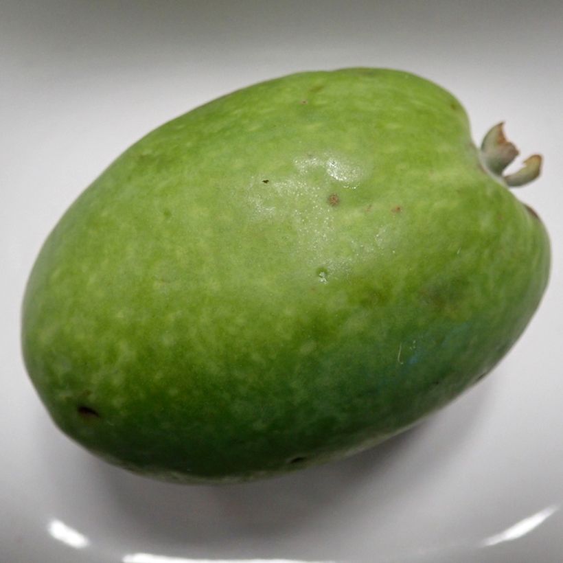 Guayabo Mammouth - Acca sellowiana (Cosecha)