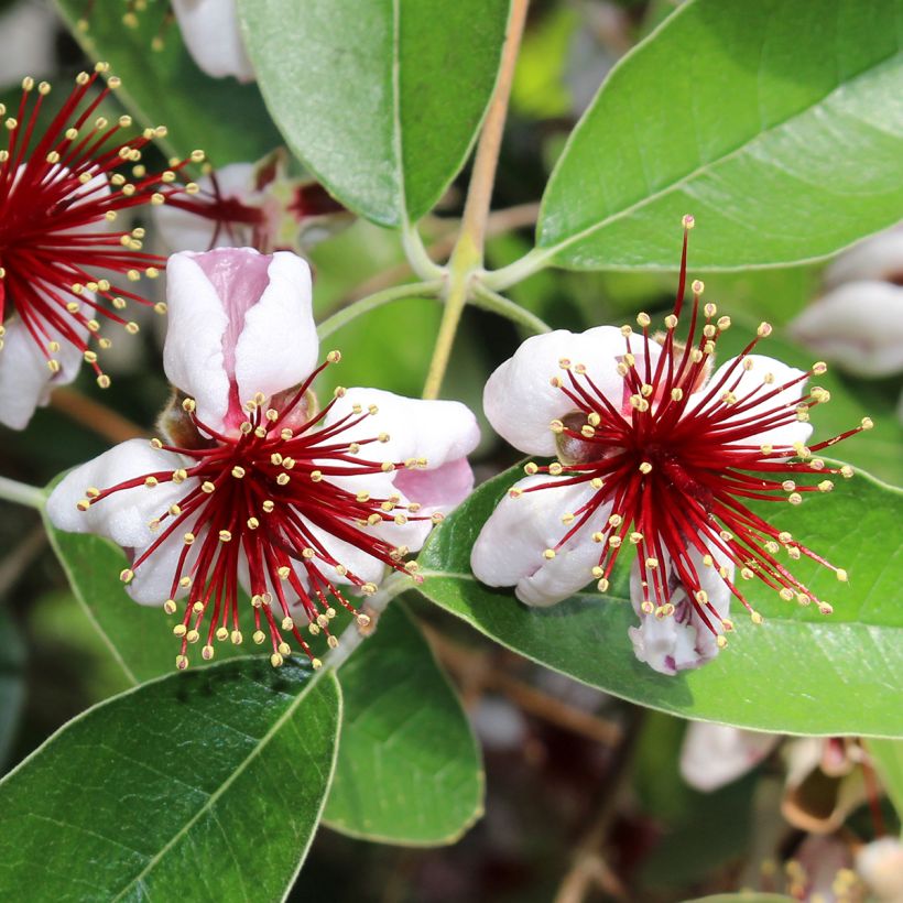 Guayabo Mammouth - Acca sellowiana (Floración)