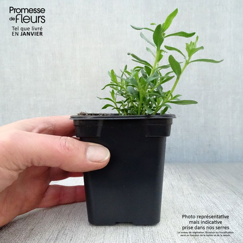 Felicia amelloides - Agatea Maceta de 7/8 cm Ejemplar entregado en invierno