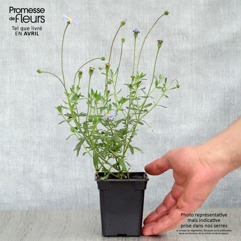 Felicia amelloides - Agatea Maceta de 7/8 cm Ejemplar entregado en la primavera