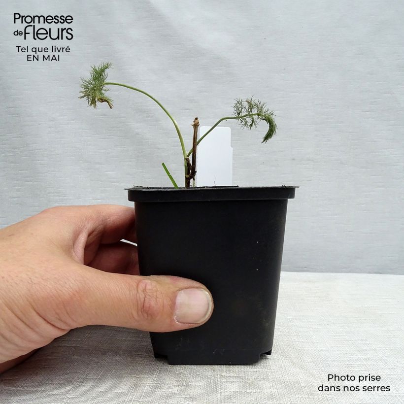 Hinojo - Foeniculum vulgare Maceta de 7/8 cm Ejemplar entregado en la primavera