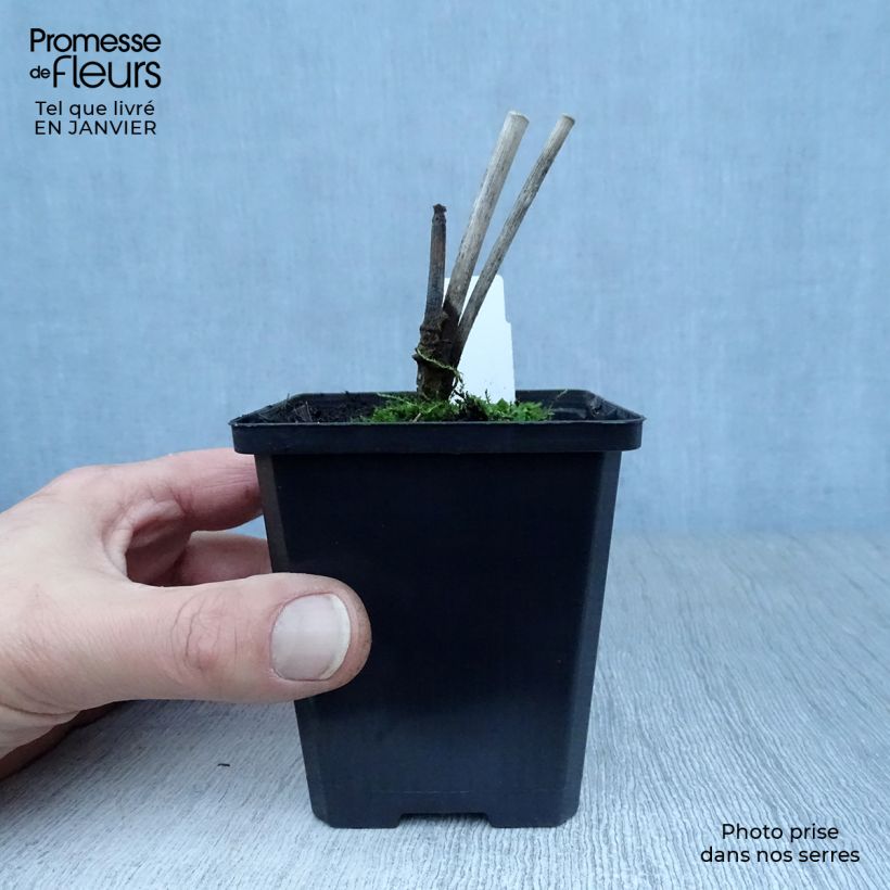 Hinojo - Foeniculum vulgare Maceta de 7/8 cm Ejemplar entregado en invierno