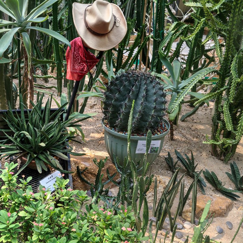 Ferocactus horridus - Ferocacto (Porte)