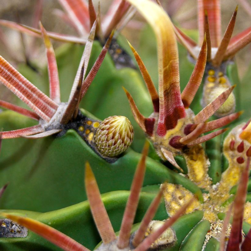 Ferocactus latispinus - Ferocacto (Follaje)