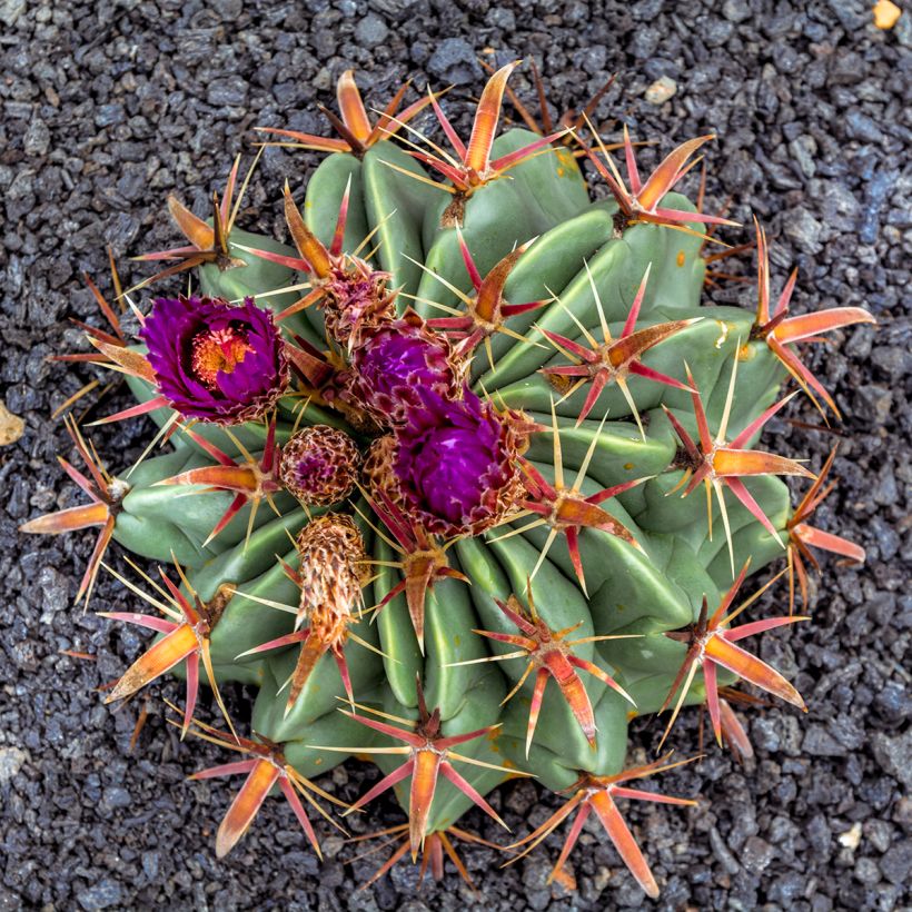 Ferocactus latispinus - Ferocacto (Floración)
