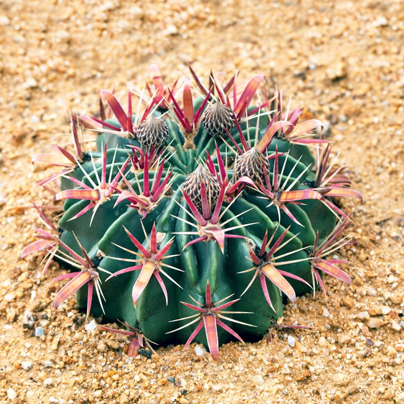 Ferocactus latispinus - Ferocacto (Porte)