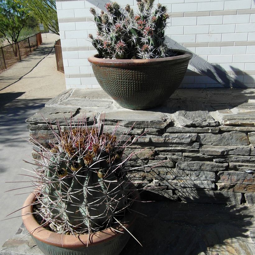 Ferocactus rectispinus - Ferocacto (Porte)