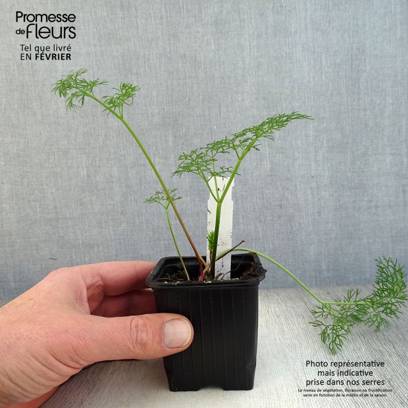 Ferula communis - Cañaheja Maceta de 8/9 cm Ejemplar entregado en invierno