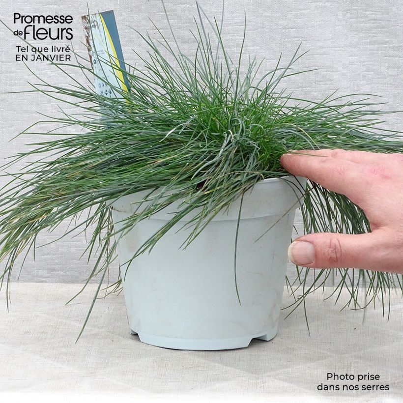 Festuca azul Intense Blue - Festuca azul Maceta 2L/3L Ejemplar entregado en invierno