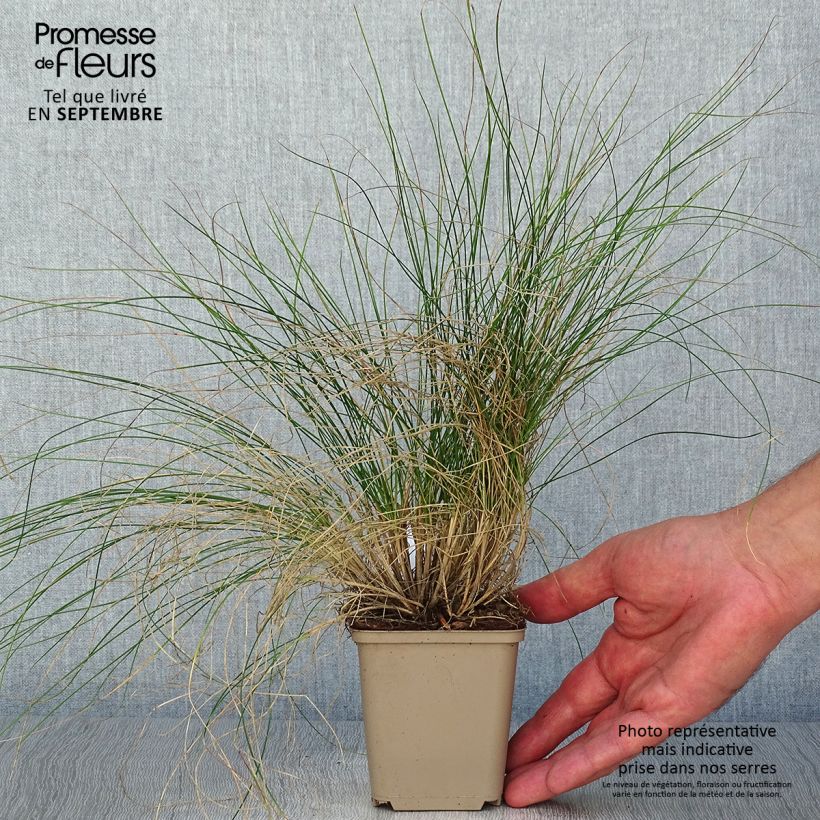Ejemplar de Festuca Sunrise - Cañuela Maceta de 8/9 cm entregado en otoño
