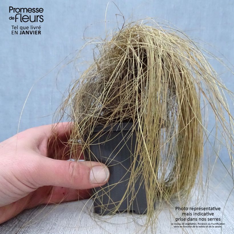 Festuca amethystina Maceta de 8/9 cm Ejemplar entregado en invierno