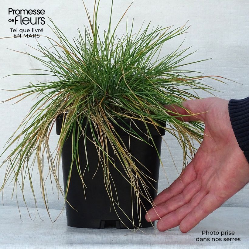 Festuca amethystina Maceta 2L/3L Ejemplar entregado en la primavera