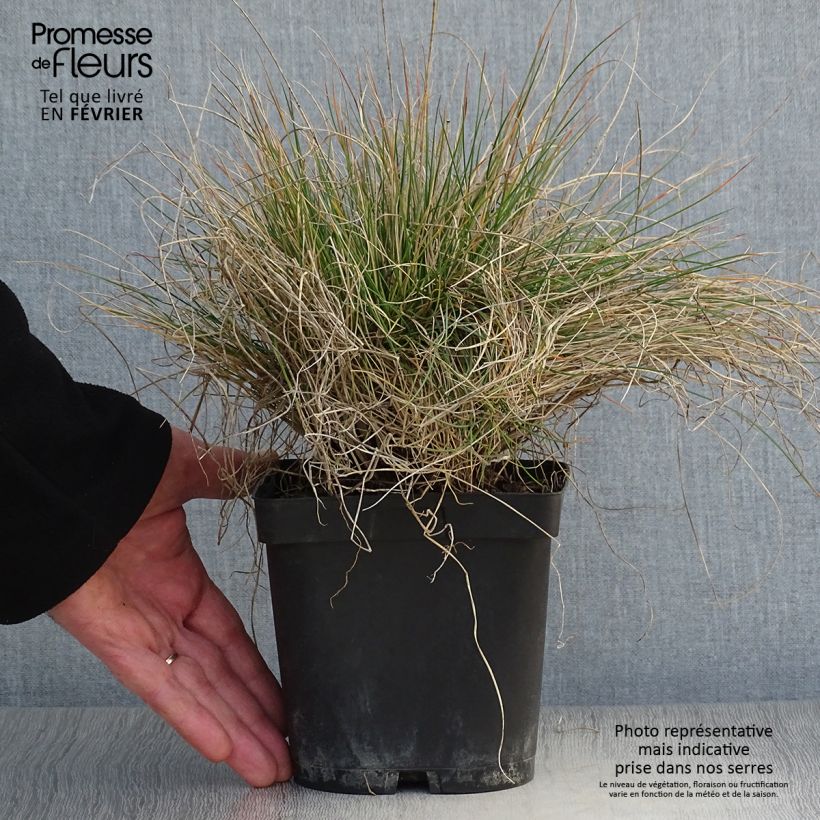 Festuca amethystina Maceta 2L/3L Ejemplar entregado en invierno