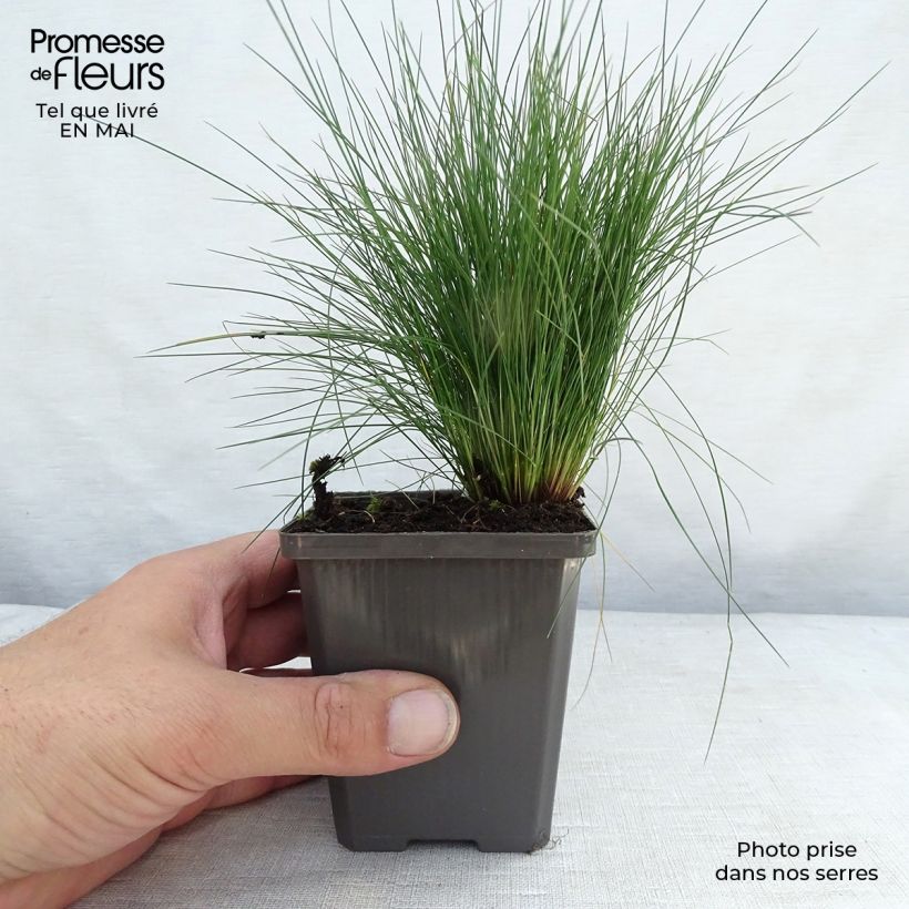 Festuca amethystina Maceta de 8/9 cm Ejemplar entregado en la primavera