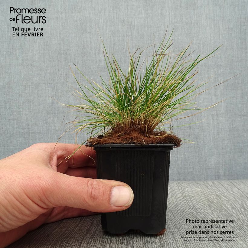Festuca filiformis Maceta de 8/9 cm Ejemplar entregado en invierno