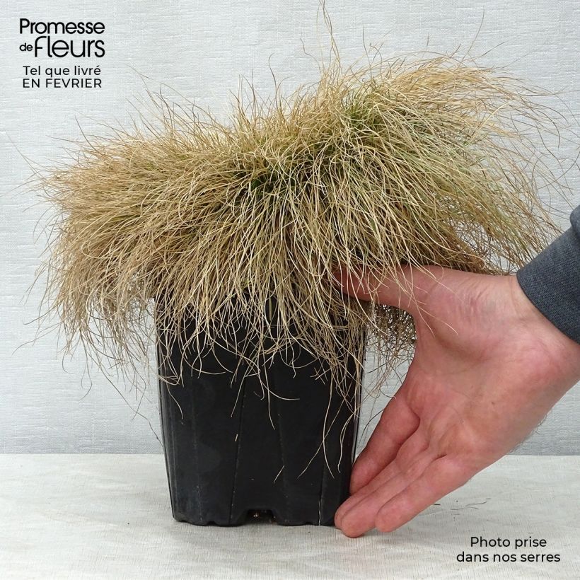 Festuca filiformis Maceta 2L/3L Ejemplar entregado en invierno