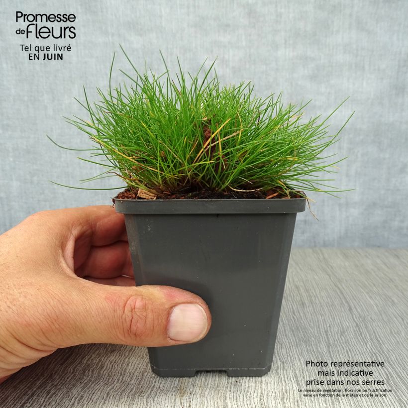Ejemplar de Festuca gautieri Maceta de 8/9 cm entregado en verano