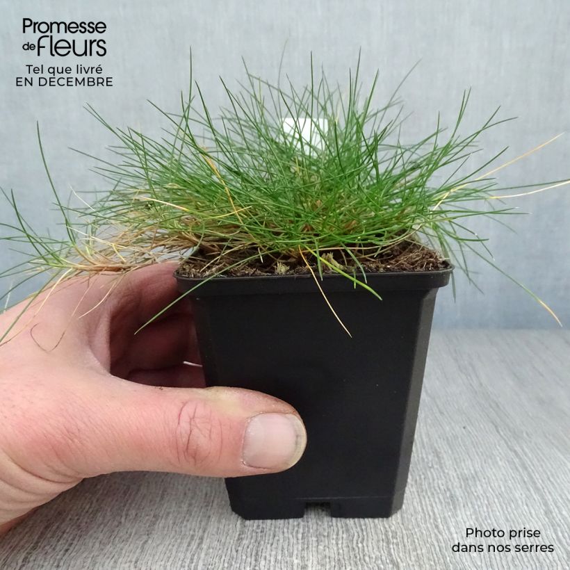 Festuca gautieri Maceta de 8/9 cm Ejemplar entregado en invierno