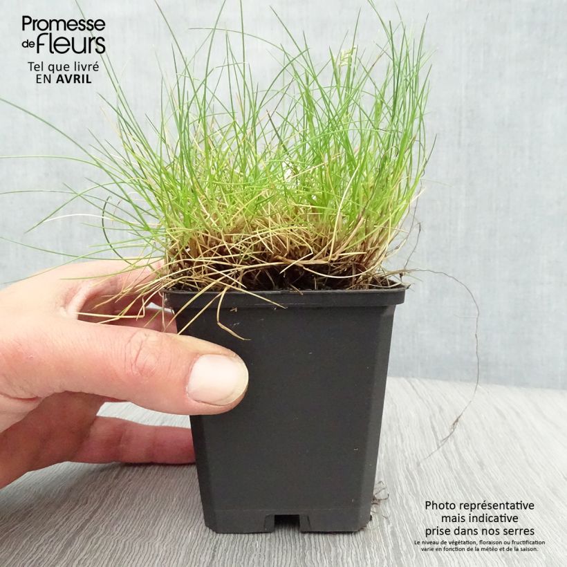 Festuca gautieri Maceta de 8/9 cm Ejemplar entregado en la primavera