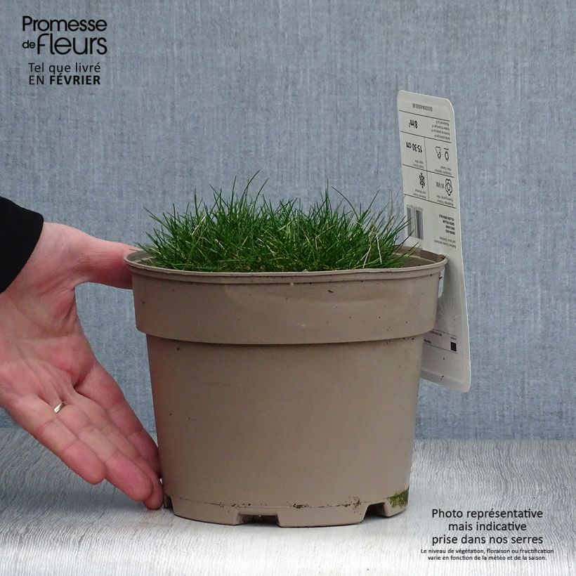 Festuca gautieri Maceta 2L/3L Ejemplar entregado en invierno