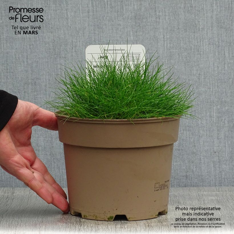 Festuca gautieri Maceta 2L/3L Ejemplar entregado en la primavera