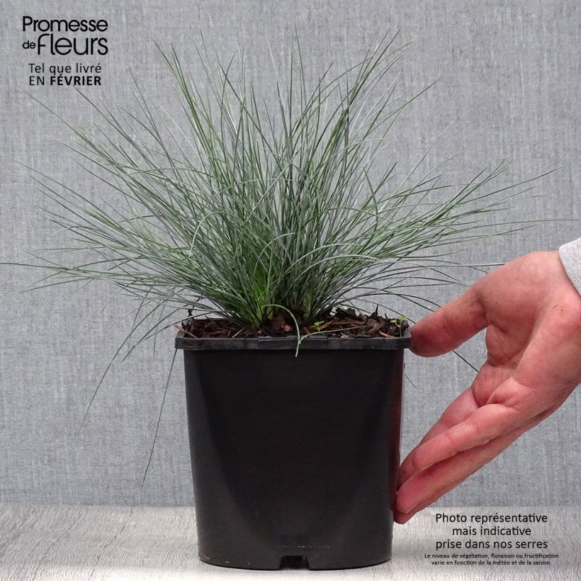 Ejemplar de Festuca azul Elijah Blue - Festuca azul Maceta 2L/3L entregado en otoño