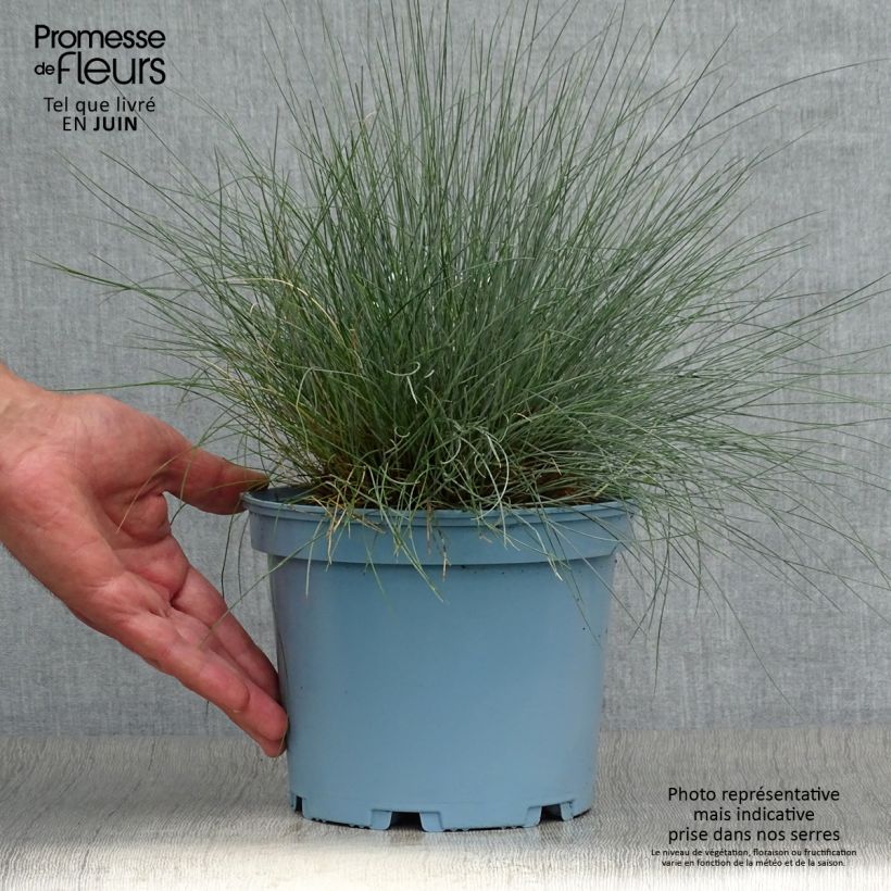 Ejemplar de Festuca azul Elijah Blue - Festuca azul Maceta 2L/3L entregado en verano