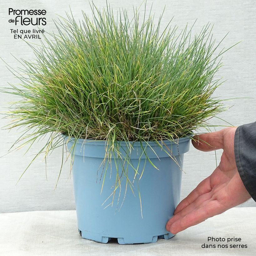Festuca azul Elijah Blue - Festuca azul Maceta 2L/3L Ejemplar entregado en la primavera