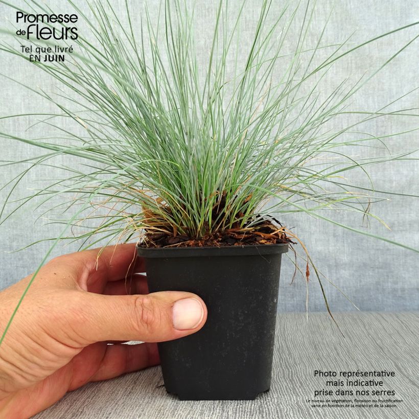 Ejemplar de Festuca valesiaca Glaucantha - Cañuela Maceta de 8/9 cm entregado en verano