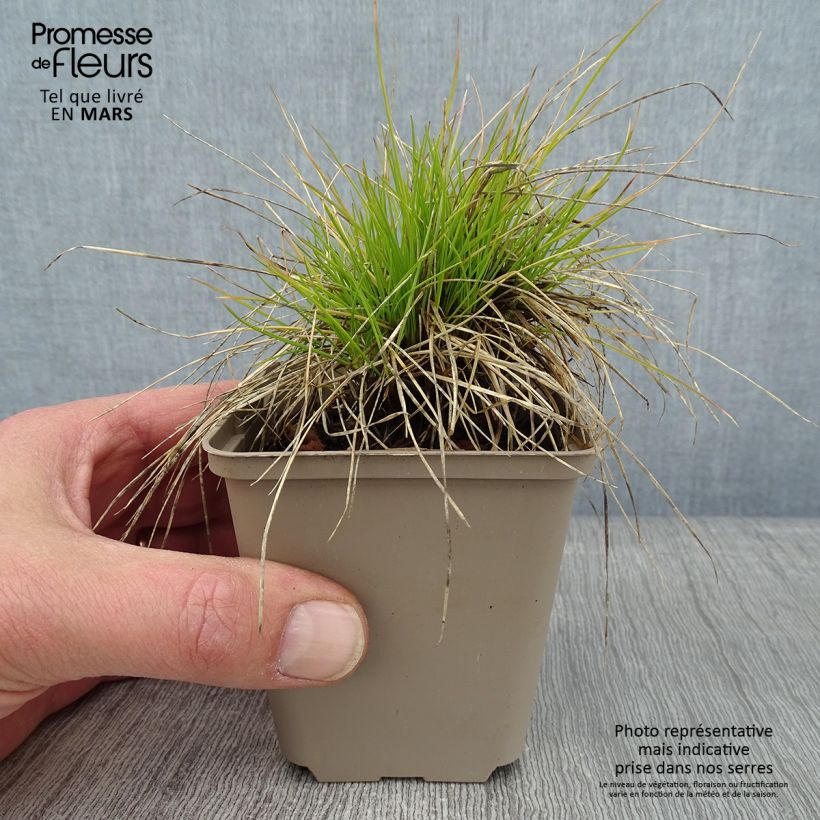 Festuca azul Golden Toupee - Festuca azul Maceta de 8/9 cm Ejemplar entregado en invierno