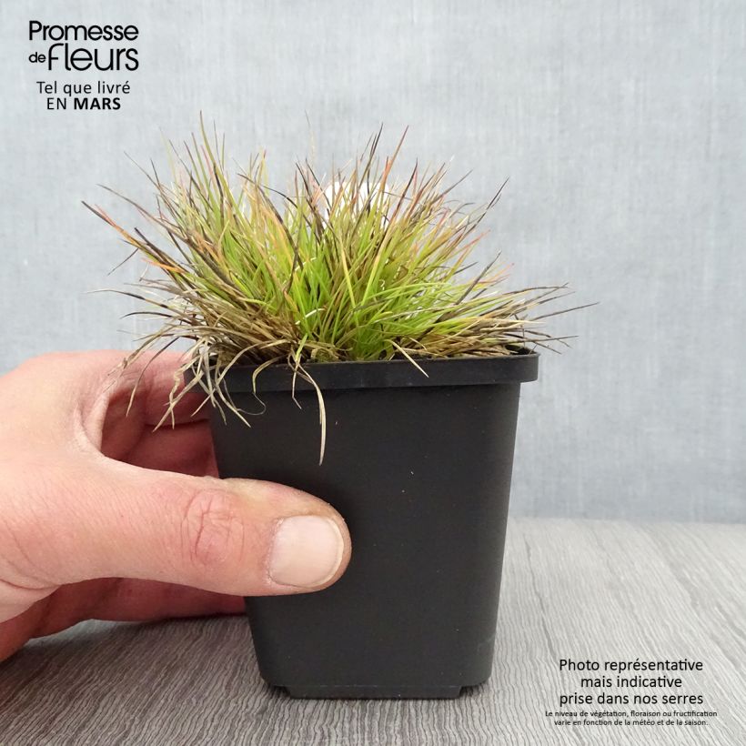 Festuca azul Golden Toupee - Festuca azul Maceta de 8/9 cm Ejemplar entregado en la primavera