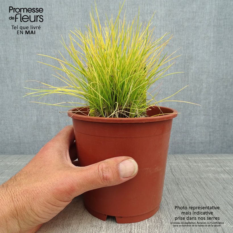 Festuca azul Golden Toupee - Festuca azul Maceta 1L/1,5L Ejemplar entregado en la primavera