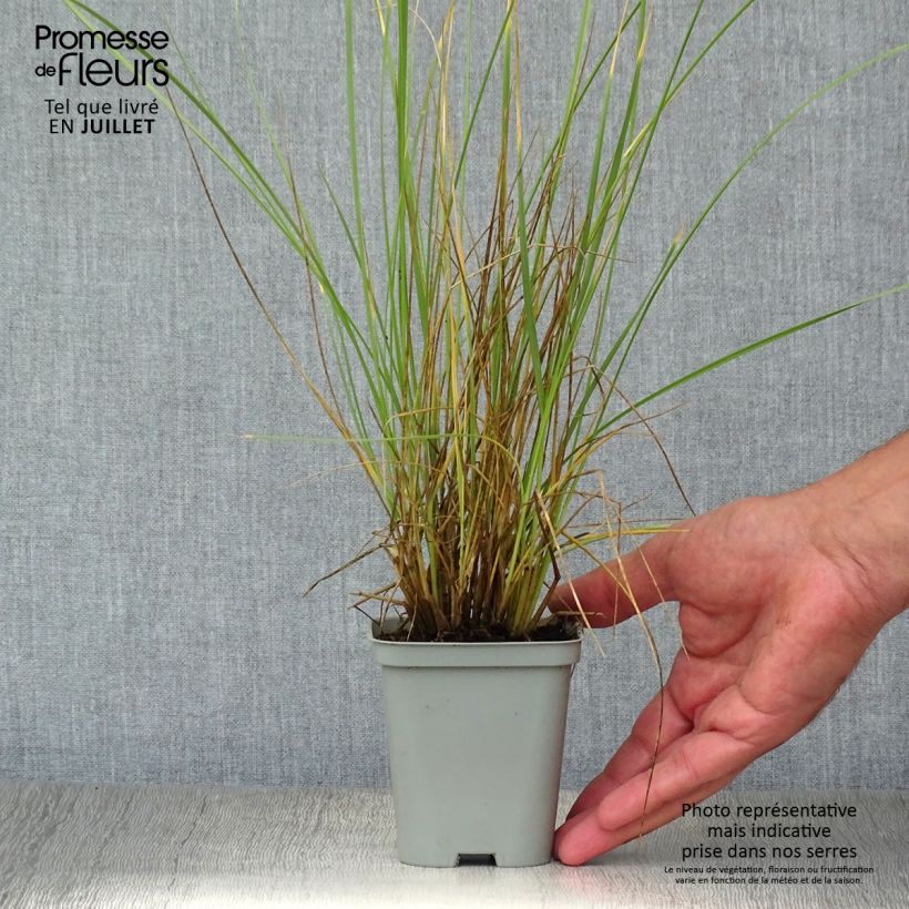 Ejemplar de Festuca mairei Maceta de 8/9 cm entregado en verano