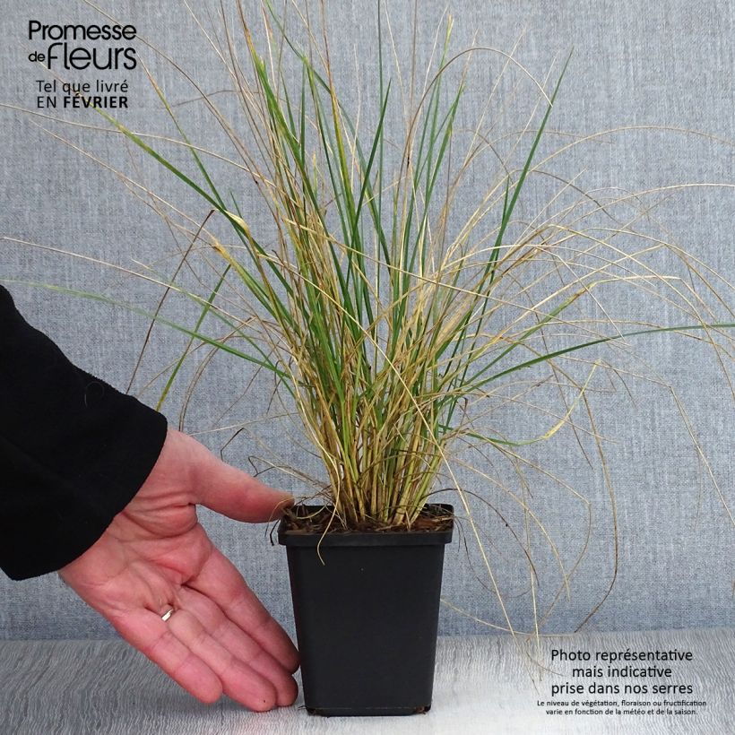 Festuca mairei Maceta de 8/9 cm Ejemplar entregado en invierno