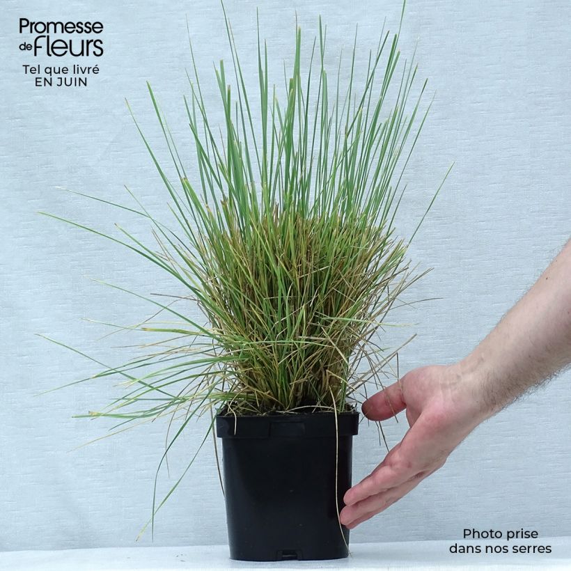 Ejemplar de Festuca mairei Maceta 2L/3L entregado en verano