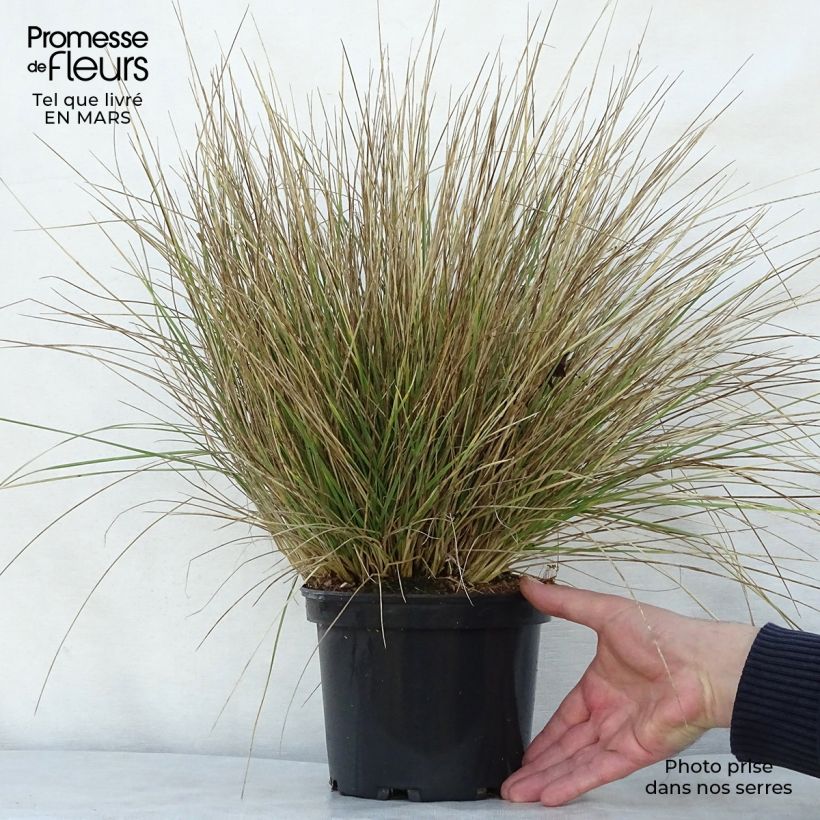 Festuca mairei Maceta 2L/3L Ejemplar entregado en la primavera