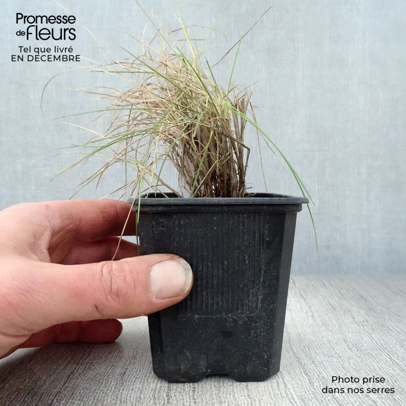 Festuca azul Elijah Blue - Festuca azul Maceta de 8/9 cm Ejemplar entregado en invierno