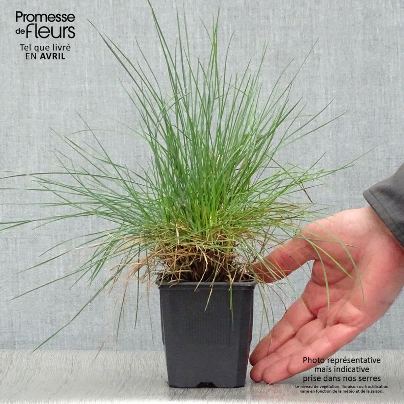Festuca azul Elijah Blue - Festuca azul Maceta de 8/9 cm Ejemplar entregado en la primavera