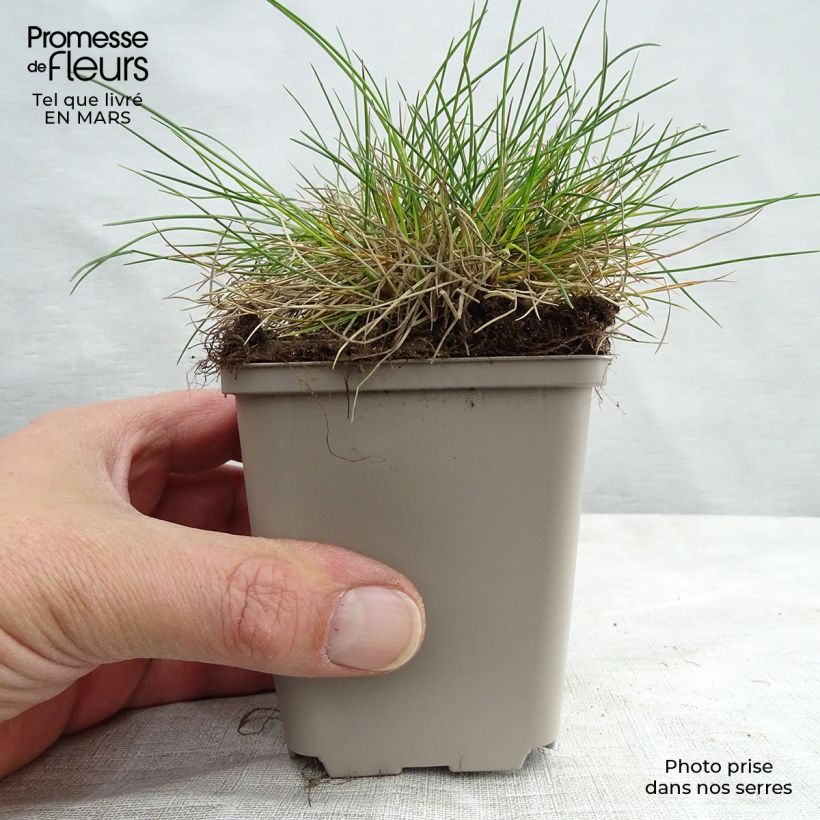 Festuca ovina var. glauca - Festuca azul Maceta de 8/9 cm Ejemplar entregado en invierno