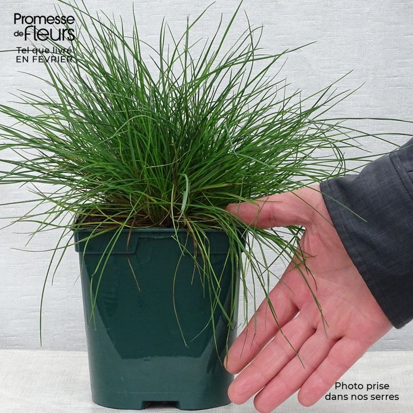 Festuca ovina var. glauca - Festuca azul Maceta 2L/3L Ejemplar entregado en invierno