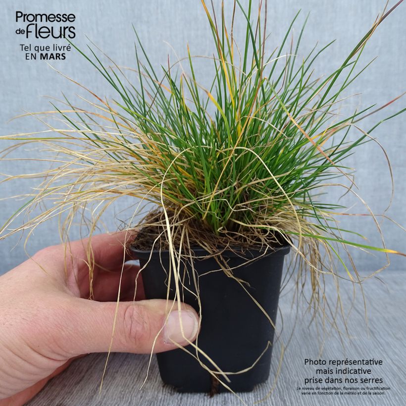 Festuca ovina - Cañuela de oveja Maceta de 8/9 cm Ejemplar entregado en invierno