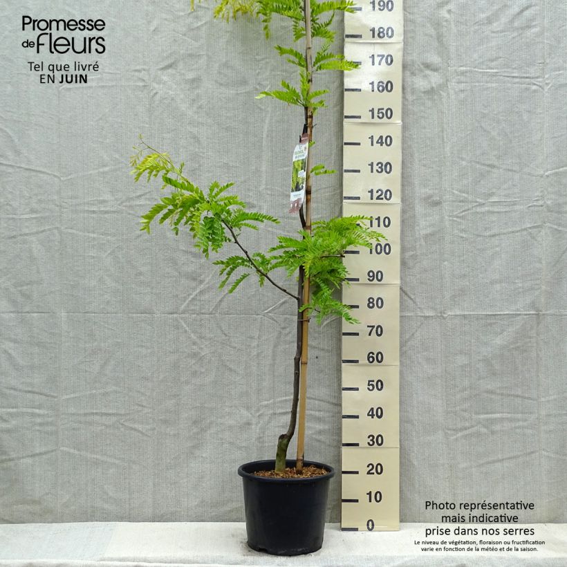 Gleditsia triacanthos Sunburst - Acacia de tres espinas Maceta 7,5L/10L, Arból joven Ejemplar entregado en la primavera