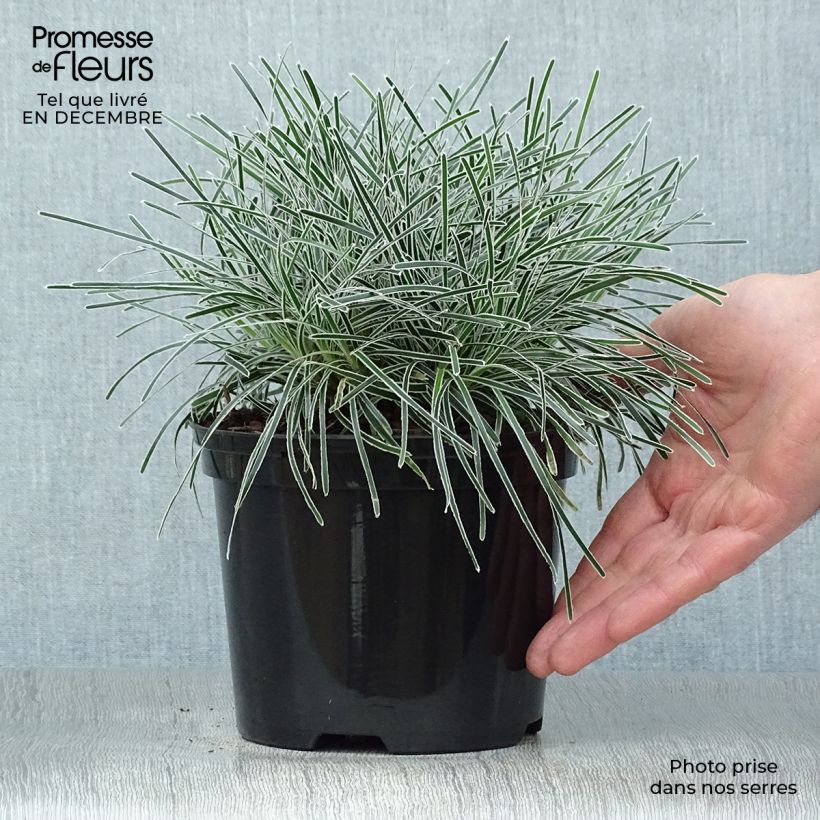 Ficinia truncata Ice Crystal - Cañuela Maceta 2L/3L Ejemplar entregado en invierno