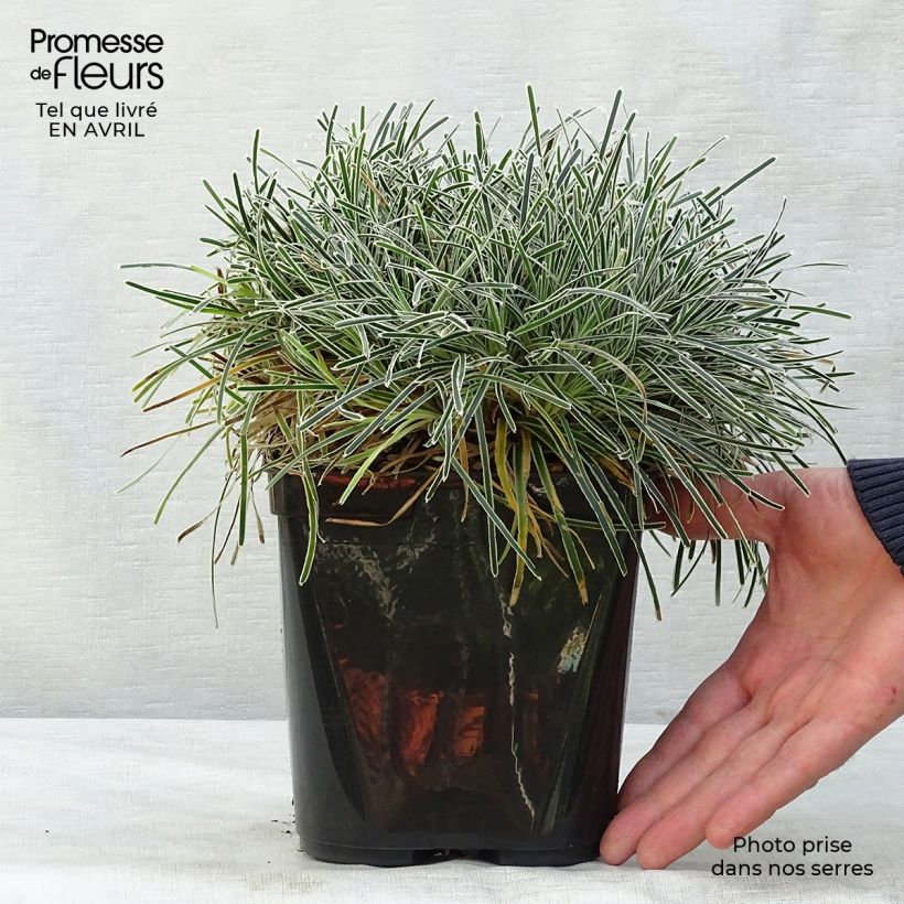 Ficinia truncata Ice Crystal - Cañuela Maceta 2L/3L Ejemplar entregado en la primavera