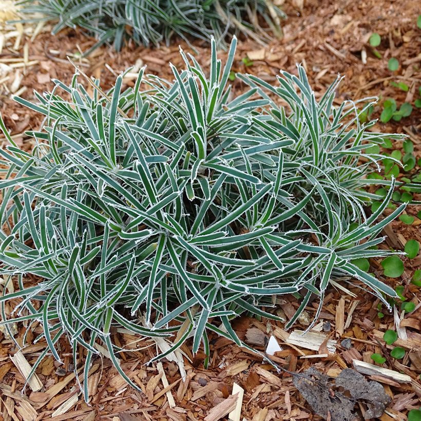 Ficinia truncata Ice Crystal - Cañuela (Porte)