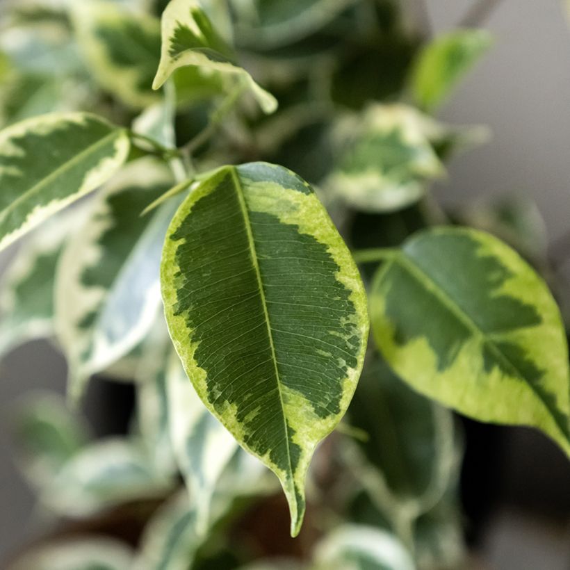 Ficus Golden King - Ficus benjamina (Follaje)