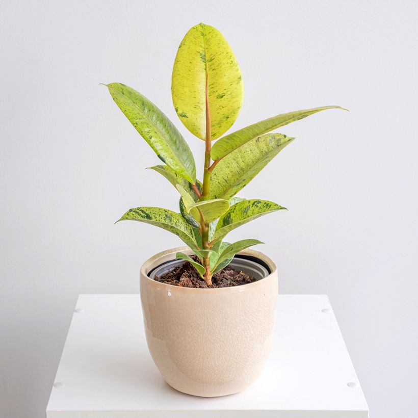 Ficus Shivereana - Ficus elástica (Porte)