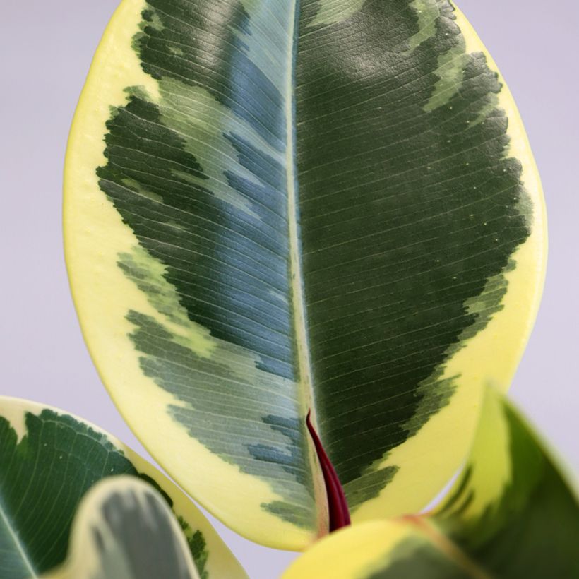 Ficus Tineke (Follaje)