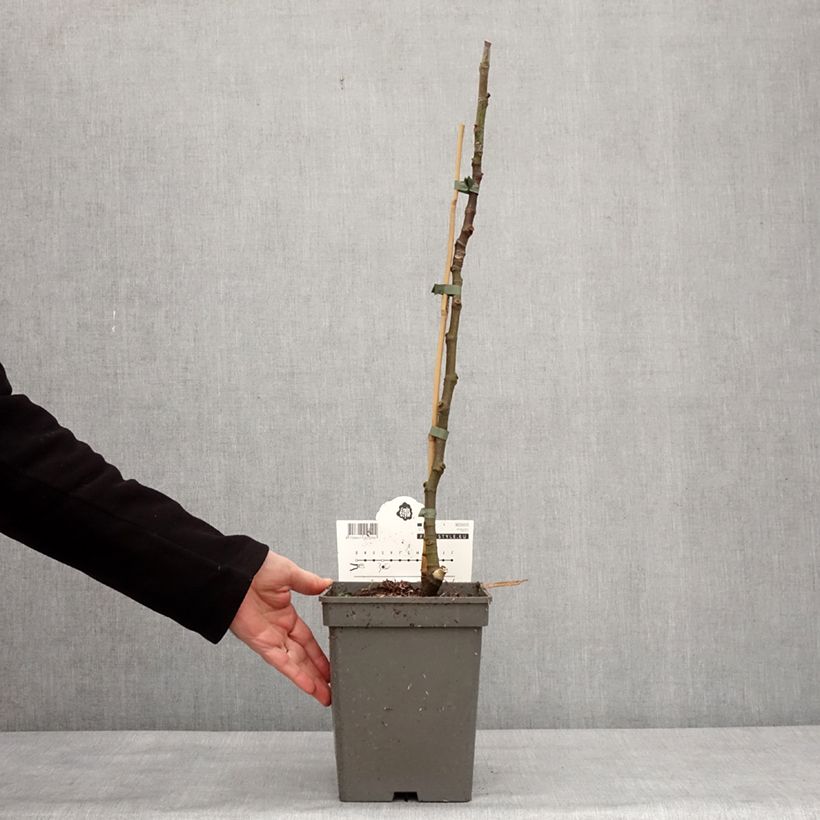 Higuera Ice crystal Maceta 4L/5L, Vástago Ejemplar entregado en invierno